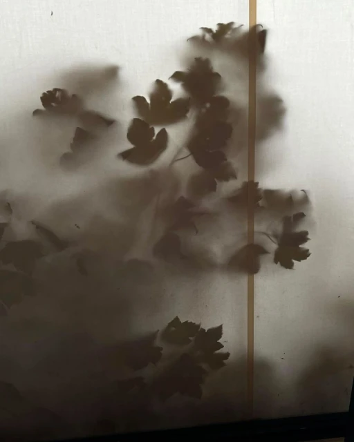Abstract photograph of leafy plant shadows behind a diffused white screen, creating a soft, hazy, organic botanical silhouette.