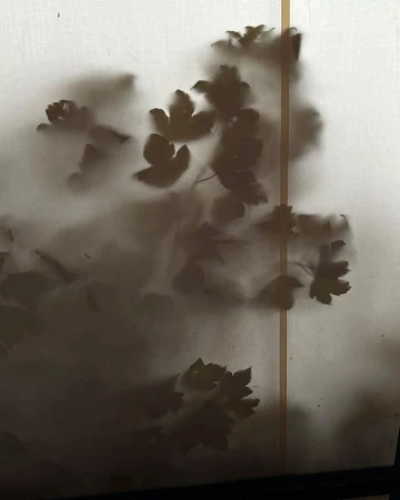 Abstract photograph of leafy plant shadows behind a diffused white screen, creating a soft, hazy, organic botanical silhouette.