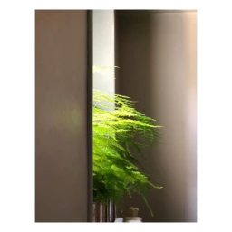 Vibrant green fern in a metallic planter illuminated by warm sunlight against a neutral indoor wall.