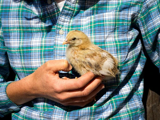 Close-up of a small, fluffy chick held in a person's hand, with a blue and green plaid shirt as background, shot in natural light.