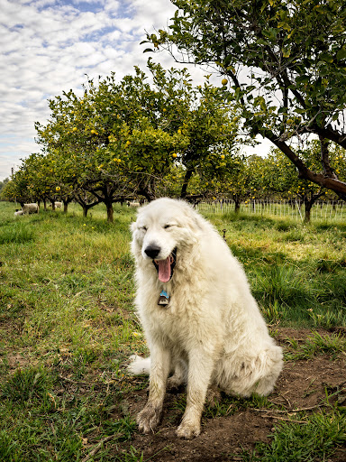 Large white dog sits in a grassy field, trees with fruit in background, yawning with tongue out, outdoors during the daytime.