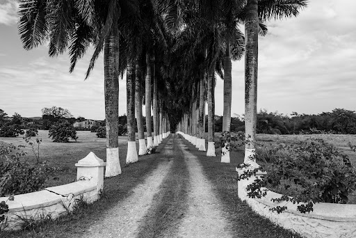Monochrome perspective view of a long straight dirt path flanked by tall palm trees with painted white trunks.