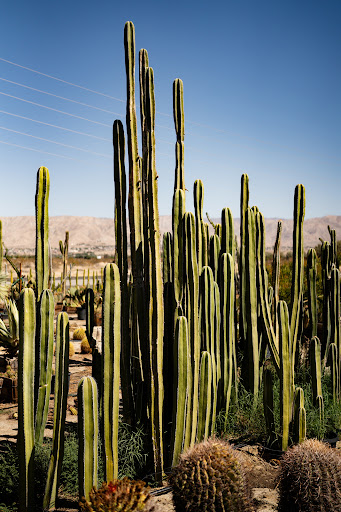 A desert landscape features tall, green cacti under a clear blue sky with distant mountains, showcasing a serene outdoor scene.