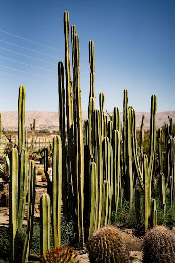 A desert landscape features tall, green cacti under a clear blue sky with distant mountains, showcasing a serene outdoor scene.