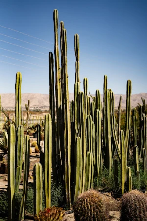 A desert landscape features tall, green cacti under a clear blue sky with distant mountains, showcasing a serene outdoor scene.