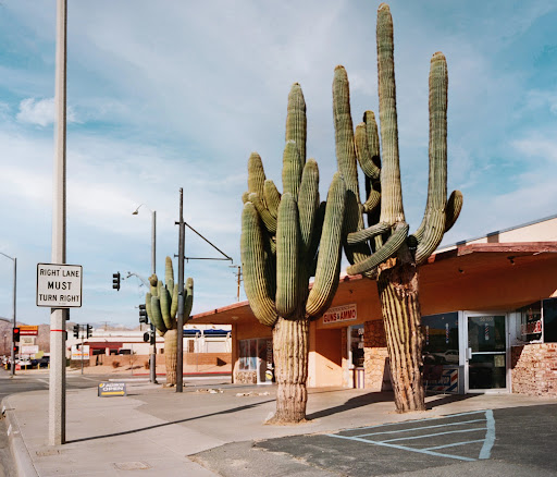 Cactus plants stand tall in front of a shop on a sunny day. Sign reads: Right Lane Must Turn Right. Clear blue sky with clouds.