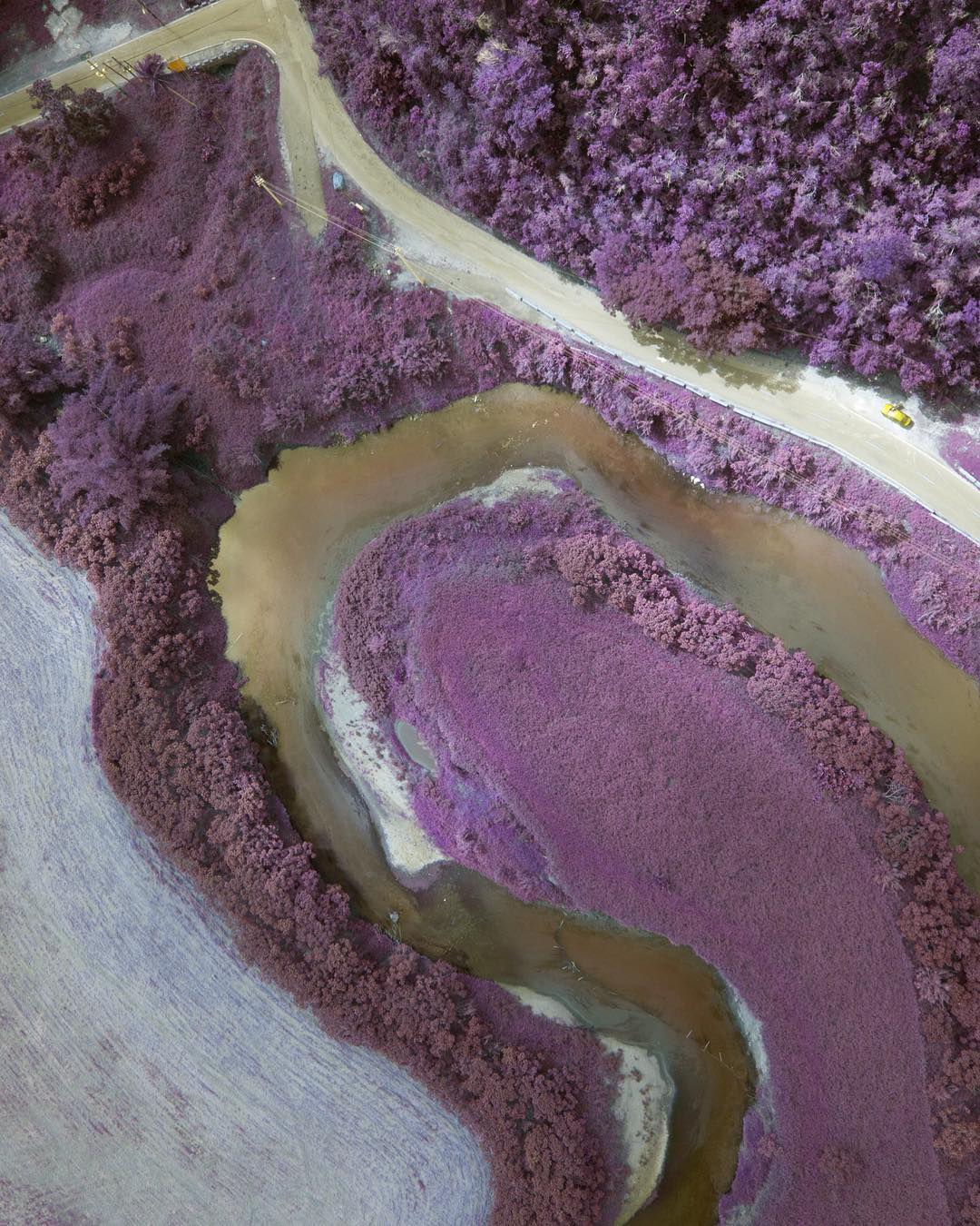 Aerial view of a winding river surrounded by lush vegetation and agricultural fields, captured with an infrared camera, displaying purple hues.