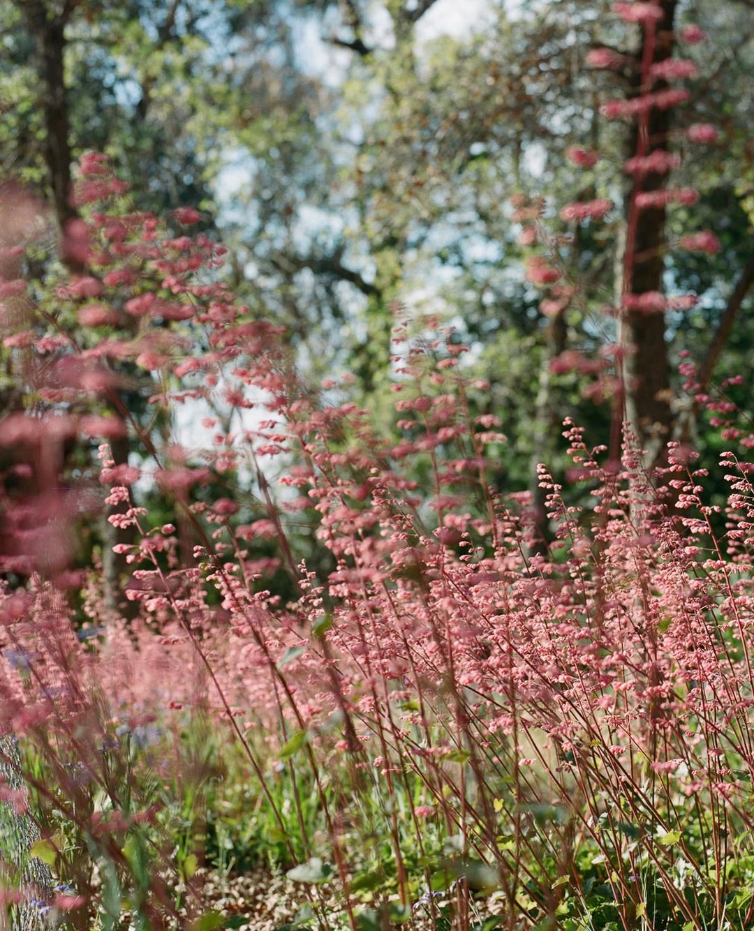 Close-up shot of a field of coral bells with blurred trees in the background creating a soft and dreamy outdoor landscape.