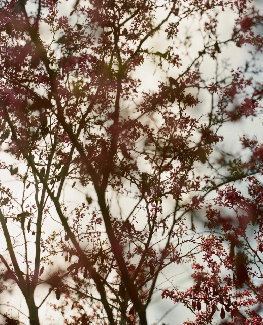 A close-up photograph of a tree in bloom, featuring its delicate branches and small, pink flowers against a soft, diffused background.