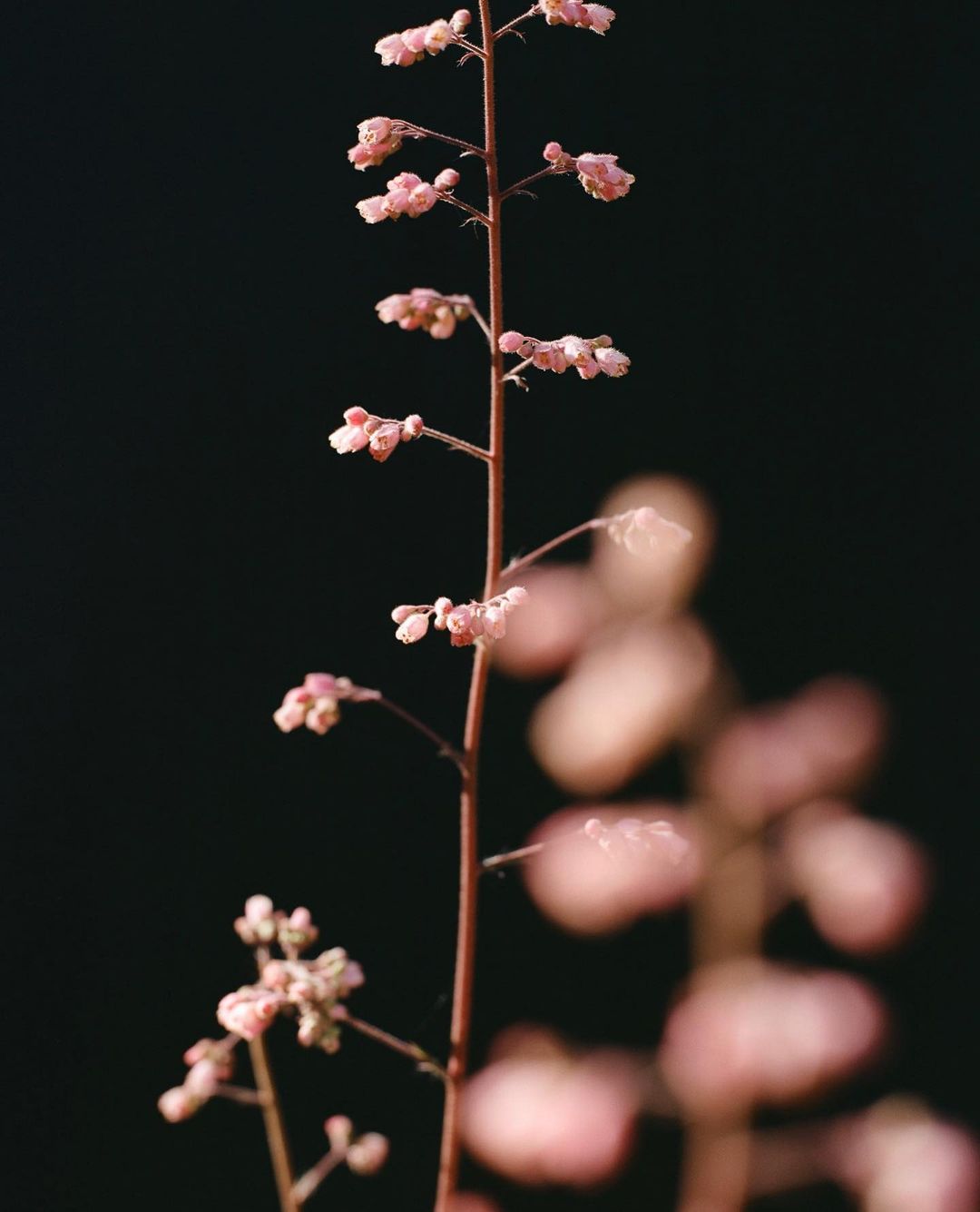 Close-up of a slender flower stem with delicate, pale pink blossoms arranged along its length, set against a dark, blurry background.