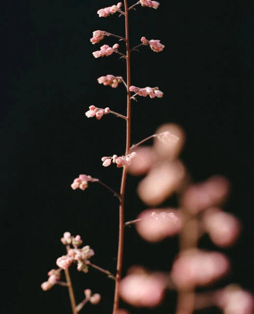Close-up of a slender flower stem with delicate, pale pink blossoms arranged along its length, set against a dark, blurry background.