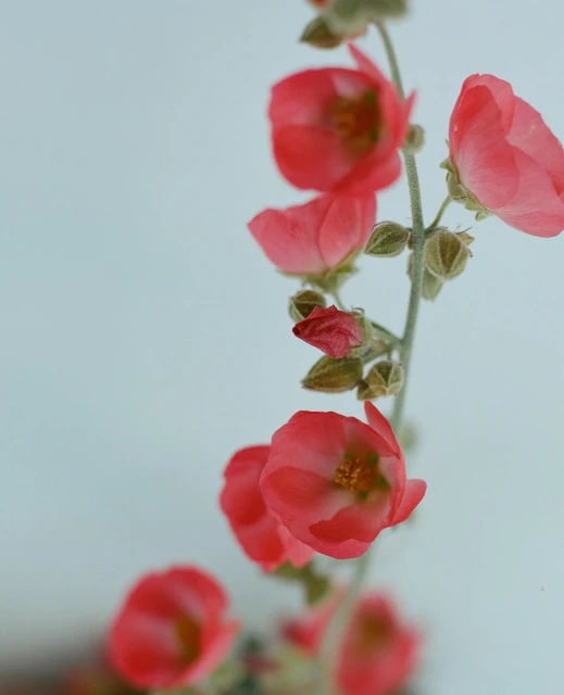 Delicate coral-colored flowers with a stem, buds, and leaves, set against a soft blue background in a softly-lit floral photo.