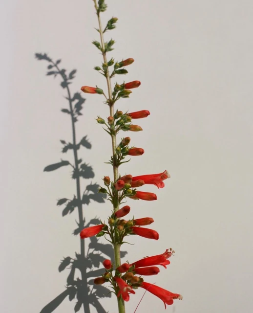 Close-up of a vibrant red penstemon flower stalk against a clean white background, its shadow subtly cast to the left.