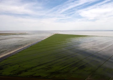 Aerial view of flooded green agricultural fields alongside a wide body of water under a blue sky with wispy clouds.