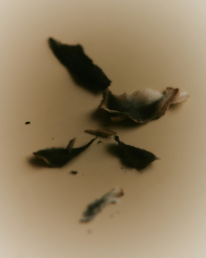 Still life photo of loose tea leaves scattered on a cream-colored surface, creating a minimalist and abstract composition.