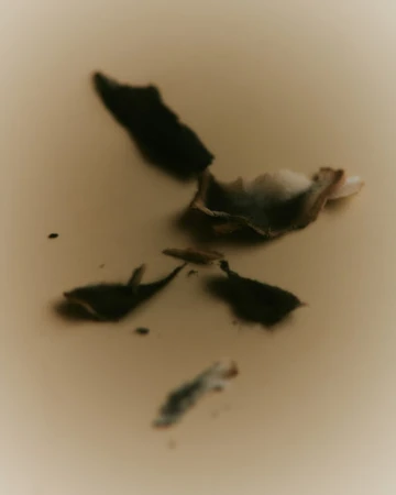 Still life photo of loose tea leaves scattered on a cream-colored surface, creating a minimalist and abstract composition.