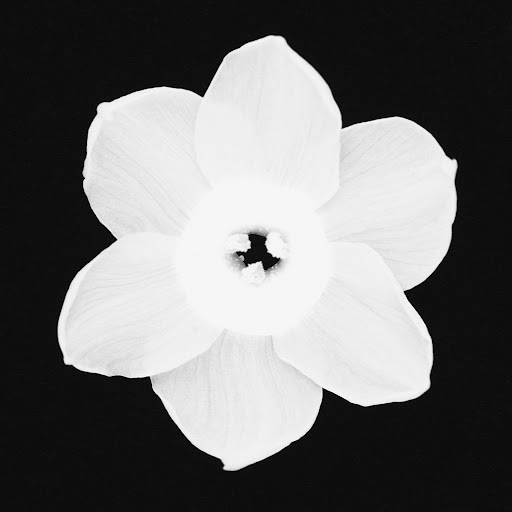 Black and white photograph of a white daffodil with six petals against a black background, highlighting its intricate floral details.