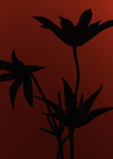 Silhouette of flower blooms and stems set against a dark gradient reddish-brown background in a botanical studio style.