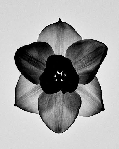 Close-up black and white macro photograph of a single flower bloom centered against a light gray seamless background.