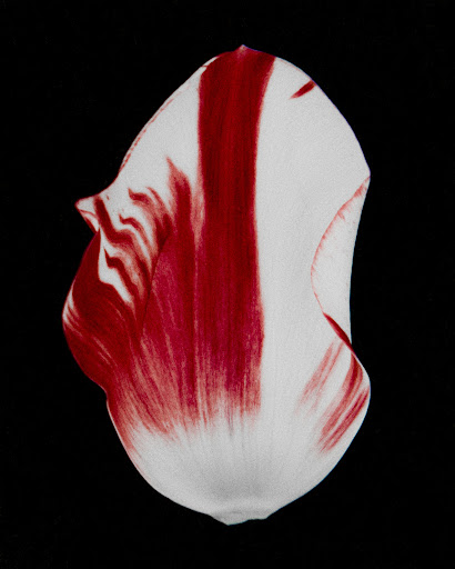 Close-up studio shot of a single tulip petal featuring distinct red vertical stripes on a white base, set against a stark black background.