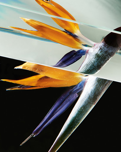 Close-up studio shot of a vibrant bird of paradise flower, featuring orange and blue petals, a green stem, and a dark background.