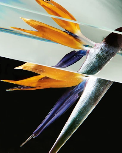 Close-up studio shot of a vibrant bird of paradise flower, featuring orange and blue petals, a green stem, and a dark background.
