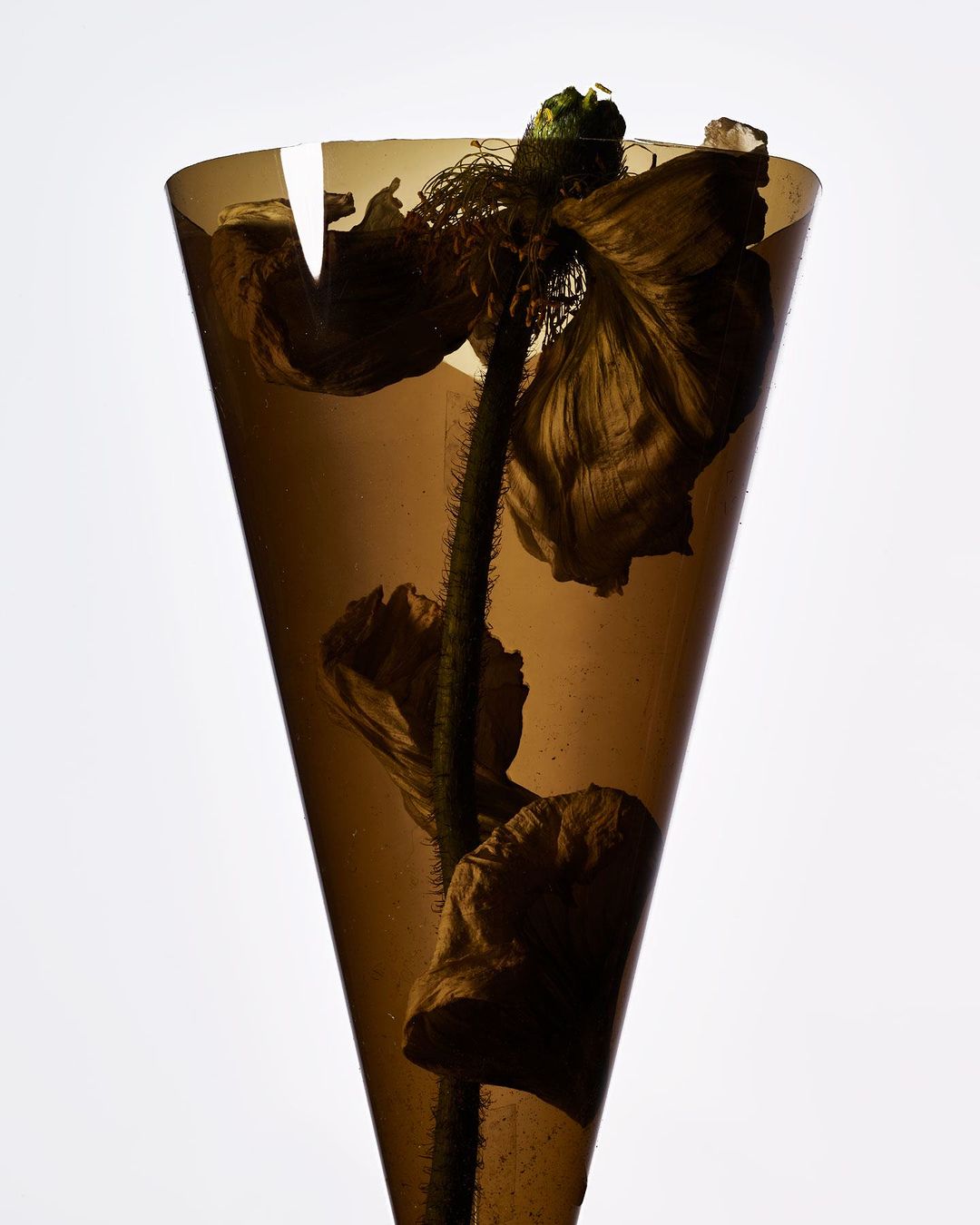 Studio shot of a wilting poppy flower inside a translucent brown cone against a bright white background, creating a modern still life.