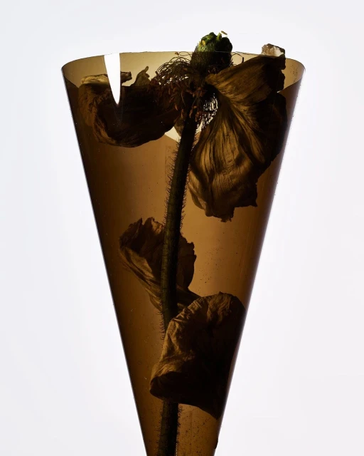 Studio shot of a wilting poppy flower inside a translucent brown cone against a bright white background, creating a modern still life.