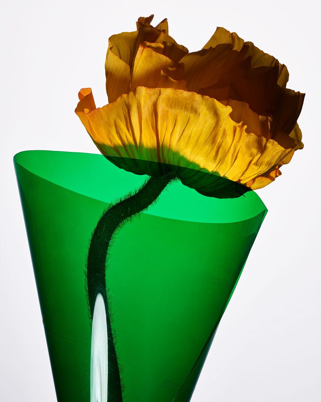 Close-up studio shot of an orange poppy flower with a hairy stem, presented in a translucent green plastic cone against a bright white background.