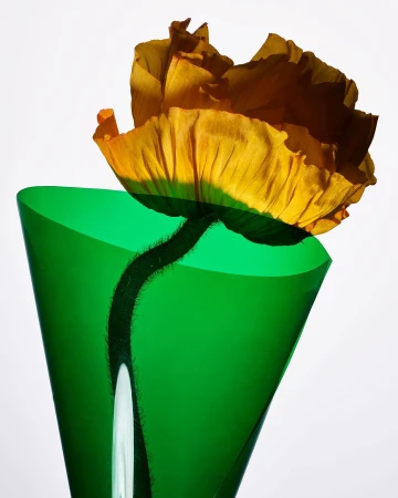 Close-up studio shot of an orange poppy flower with a hairy stem, presented in a translucent green plastic cone against a bright white background.