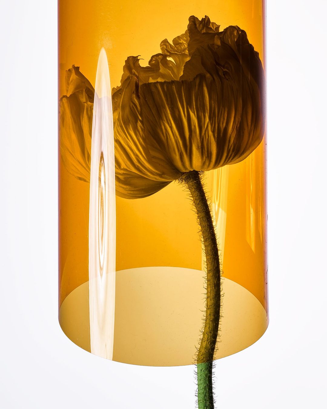 Close-up studio shot of a single poppy flower inside a yellow transparent cylindrical container against a white background.
