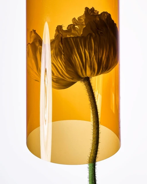 Close-up studio shot of a single poppy flower inside a yellow transparent cylindrical container against a white background.