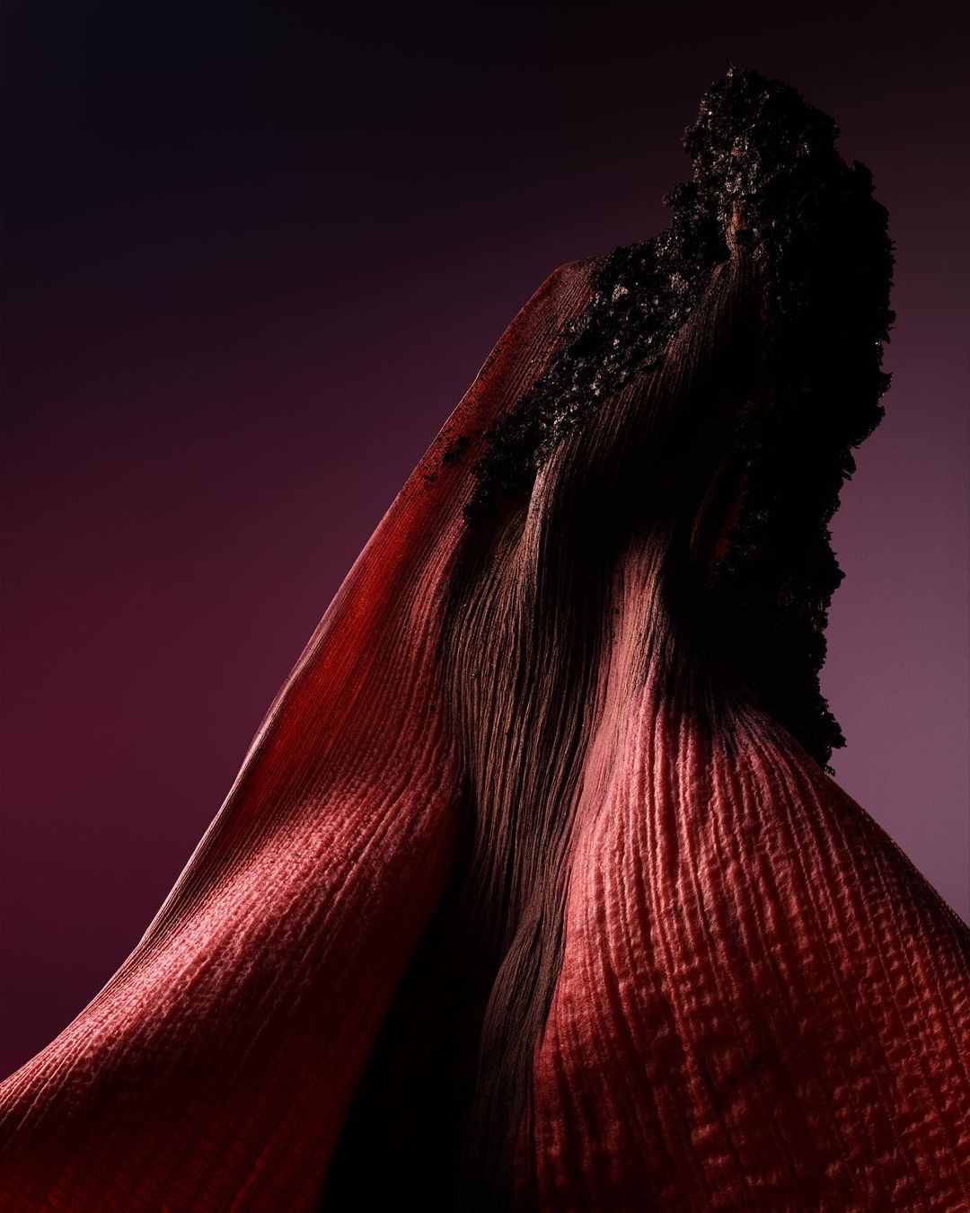 Abstract close-up of a dark red and black textured petal with dramatic lighting on a dark purple backdrop. Moody botanical photography.