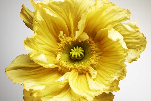 Close-up of a bright yellow poppy flower with delicate, ruffled petals and a green center, showcasing intricate floral details.