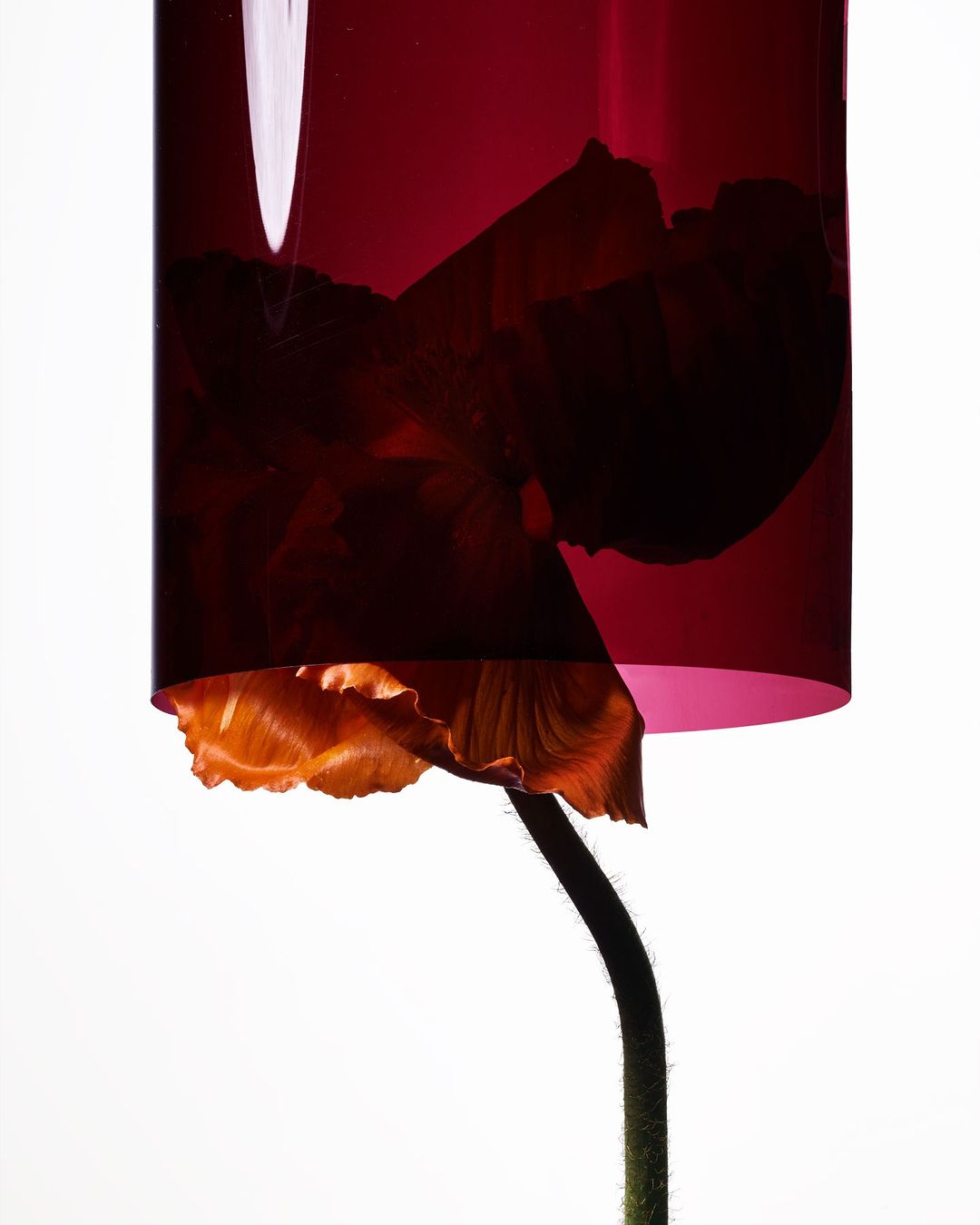 An artistic studio shot of a single orange flower with a green stem partially encased in a translucent red cylinder, against a white backdrop.