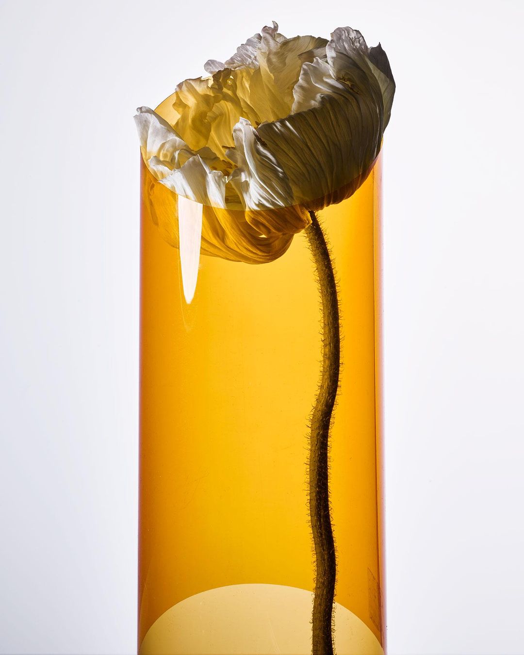 Floral still life: A single white poppy flower with a spindly stem, arranged inside a transparent yellow vase against a white backdrop.