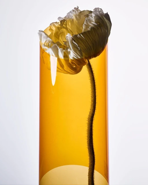Floral still life: A single white poppy flower with a spindly stem, arranged inside a transparent yellow vase against a white backdrop.
