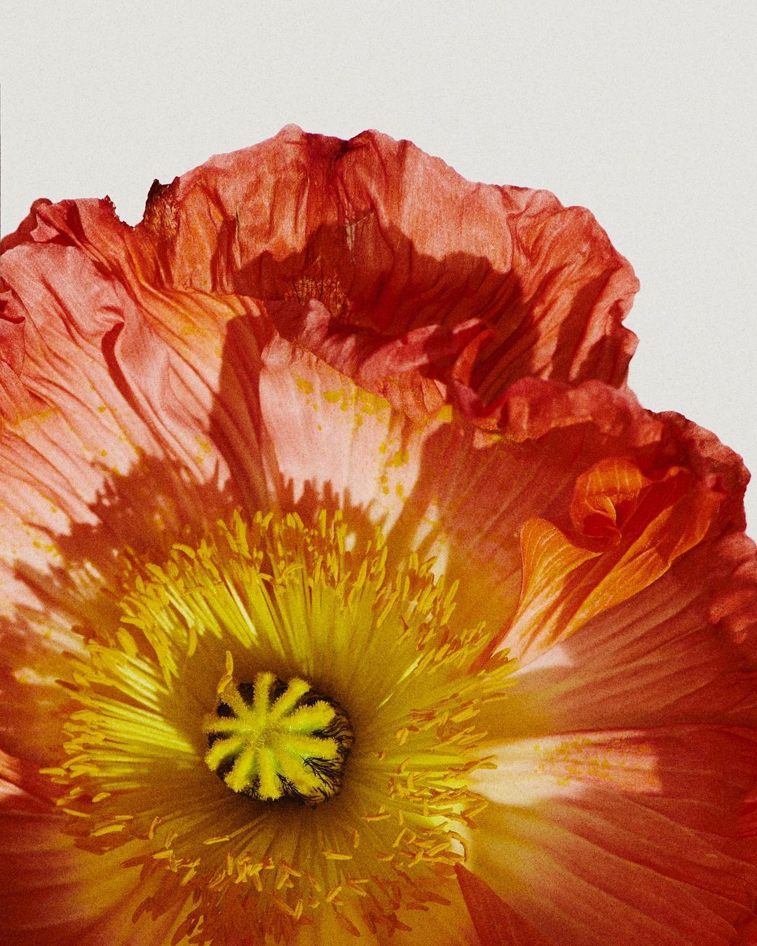 Close-up photograph of a vibrant poppy flower with orange petals and a yellow center, set against a clean white background, showcasing floral details.