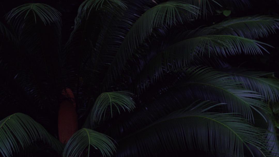 Lush dark image showcases vibrant green palm fronds with a touch of orange, creating a natural and shadowy composition.