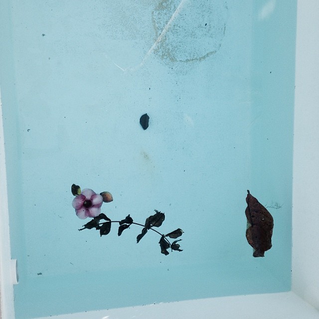 Still life captures a pink flower, leaves, and dark debris floating in a clear, light blue liquid within a white container, viewed from above.