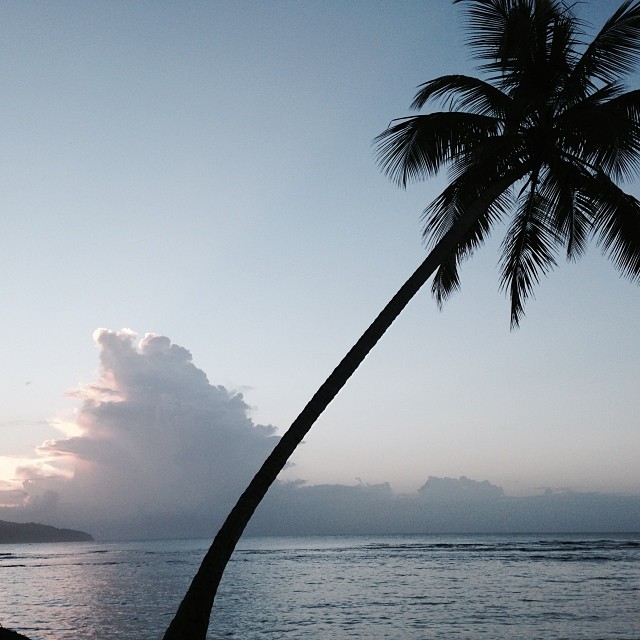 A silhouette of a palm tree leans toward the ocean at dusk, capturing a serene tropical landscape under a pastel sky.