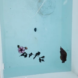 Single flower and dry leaf floating on the surface of calm light blue water in a basin