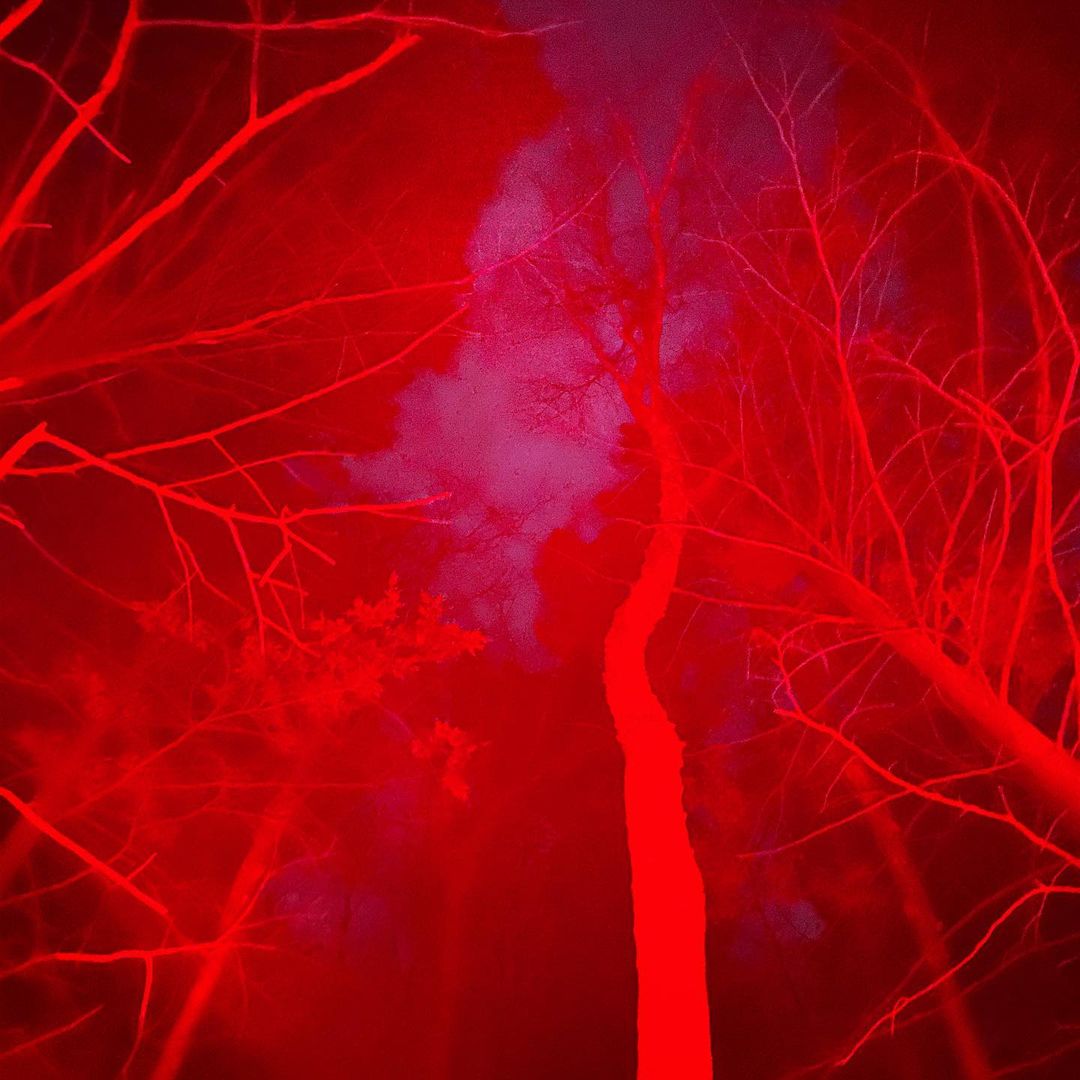 Abstract view of silhouetted tree branches against an overcast sky, bathed in a dominant red hue.