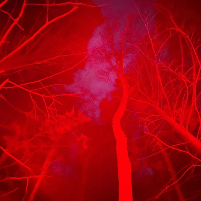 Abstract view of silhouetted tree branches against an overcast sky, bathed in a dominant red hue.