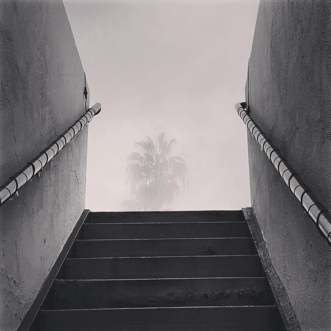Black and white photo of concrete steps leading upwards with metal handrails, and a palm tree in the foggy distance.