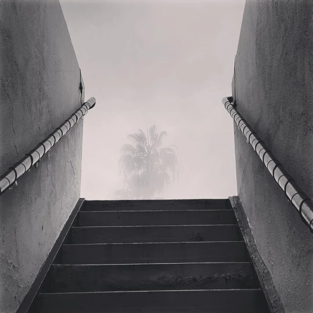 Black and white photo of concrete steps leading upwards with metal handrails, and a palm tree in the foggy distance.