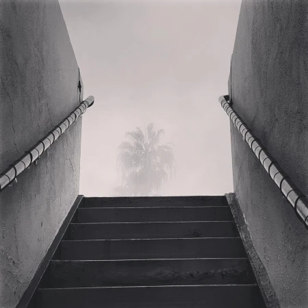 Black and white photo of concrete steps leading upwards with metal handrails, and a palm tree in the foggy distance.