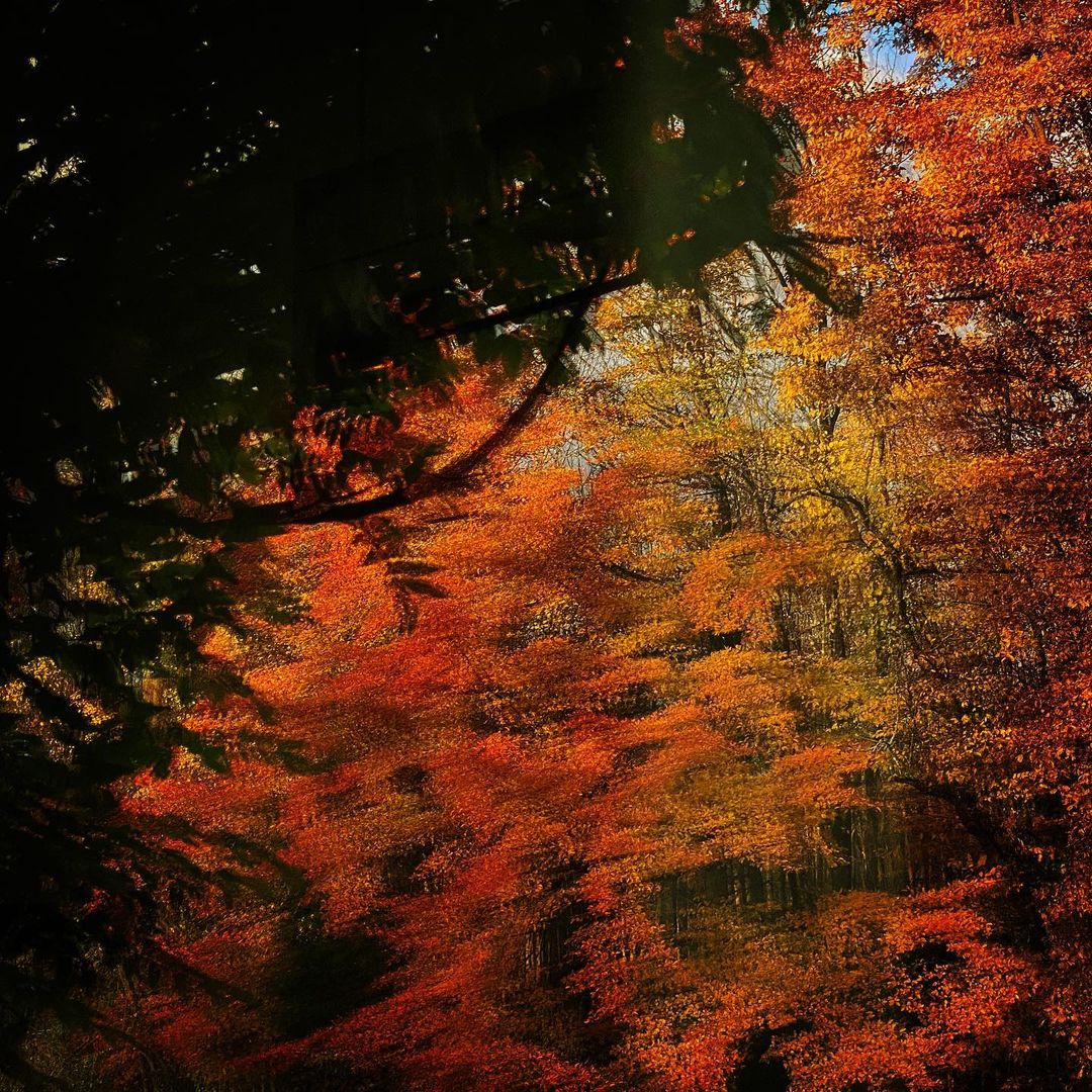Sunlit autumn forest scene with vibrant orange and yellow foliage. Branches frame the view into a dense wooded area.