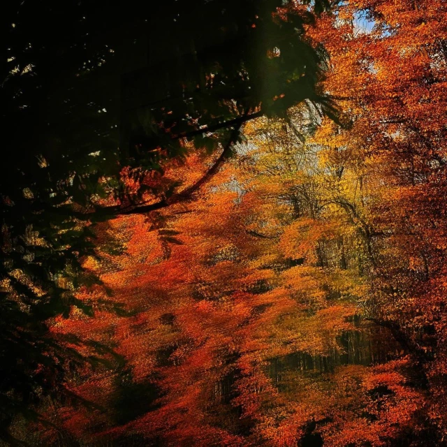 Sunlit autumn forest scene with vibrant orange and yellow foliage. Branches frame the view into a dense wooded area.