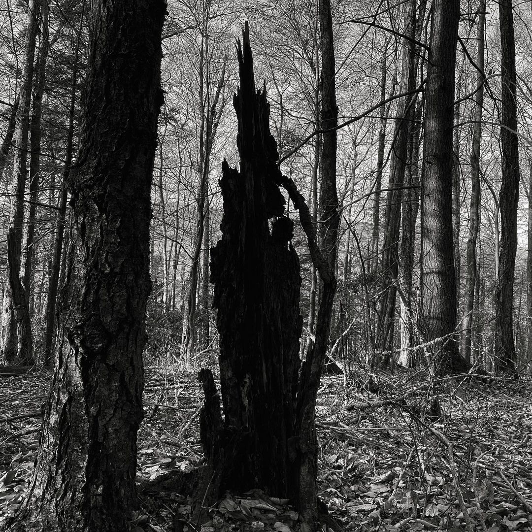 Black and white forest scene with a burned tree stump as a dominant focal point, surrounded by trees and fallen leaves on the ground.